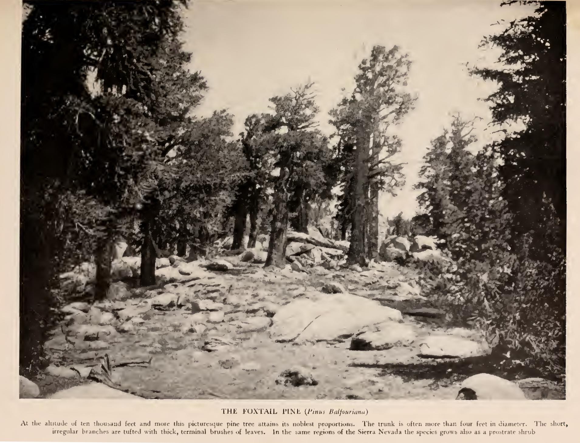 The Pitch Pines The Pitch Pines