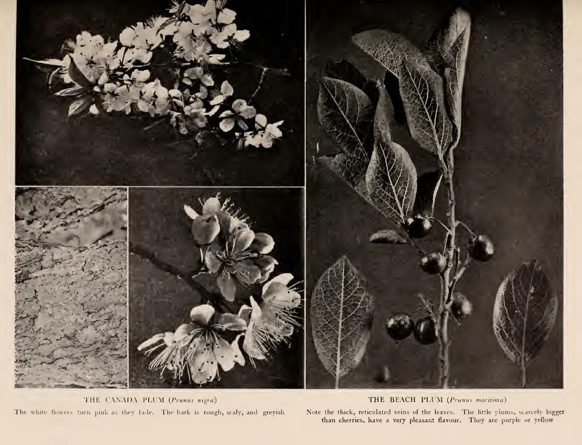 The Pod-Bearers - Family Leguminosae