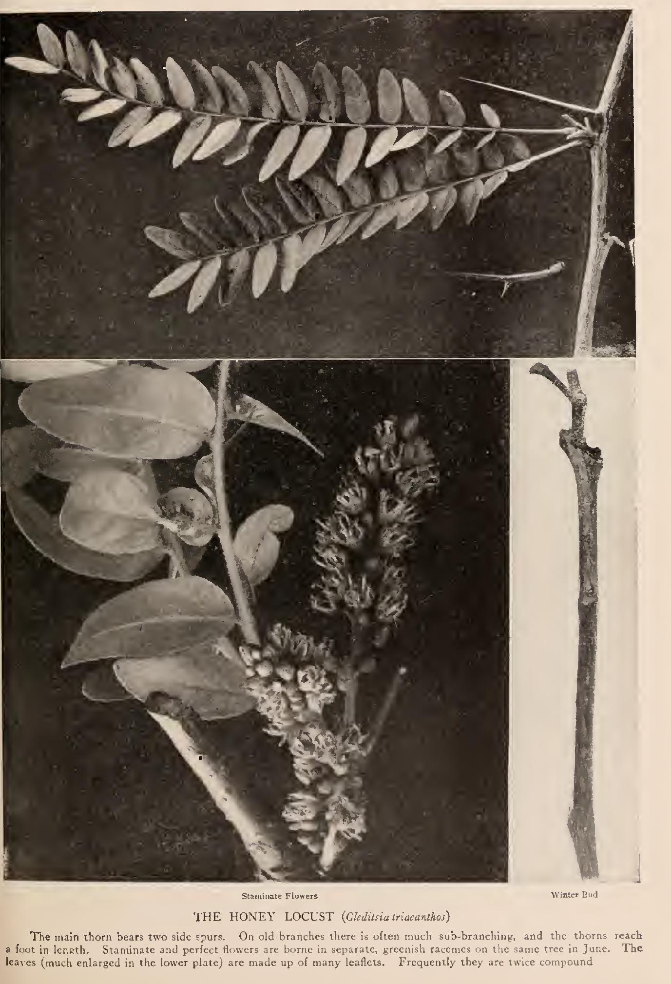 The Pod-Bearers - Family Leguminosae The Pod-Bearers - Family Leguminosae