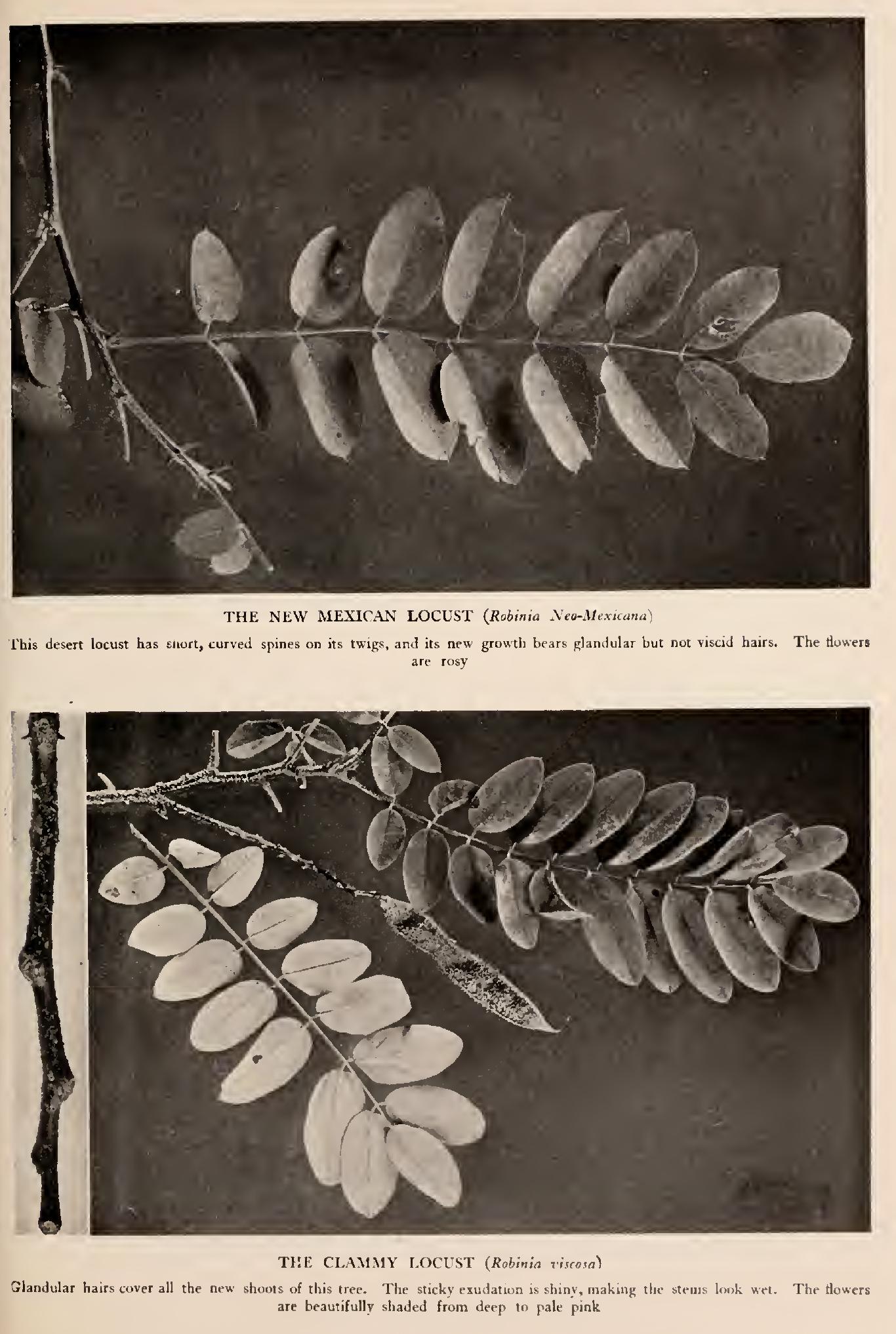 The Pod-Bearers - Family Leguminosae