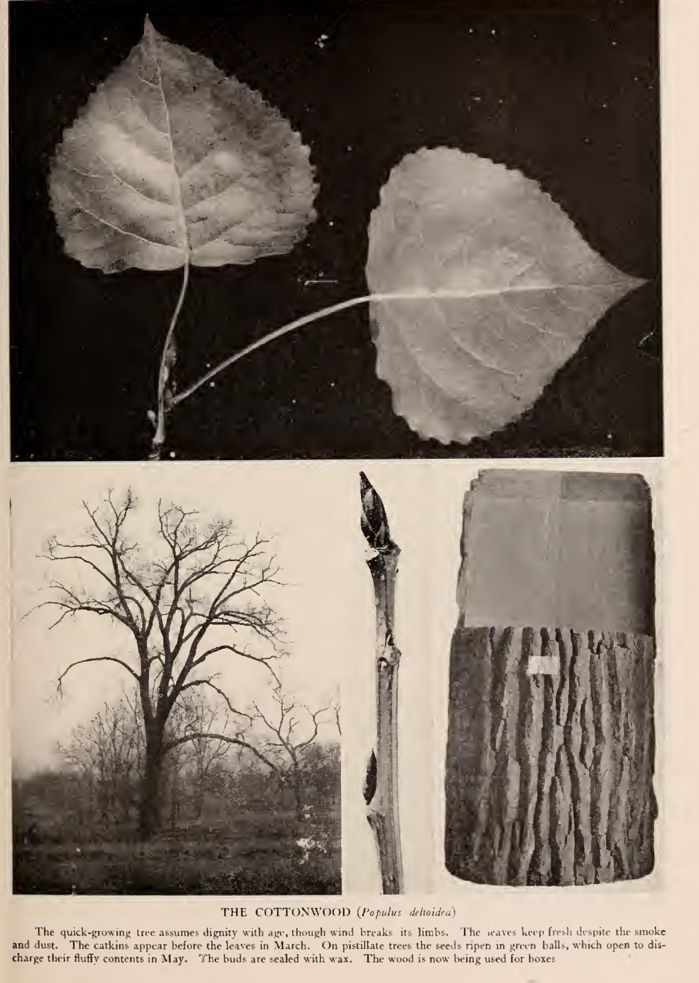 The Poplars - Family Salicaceae