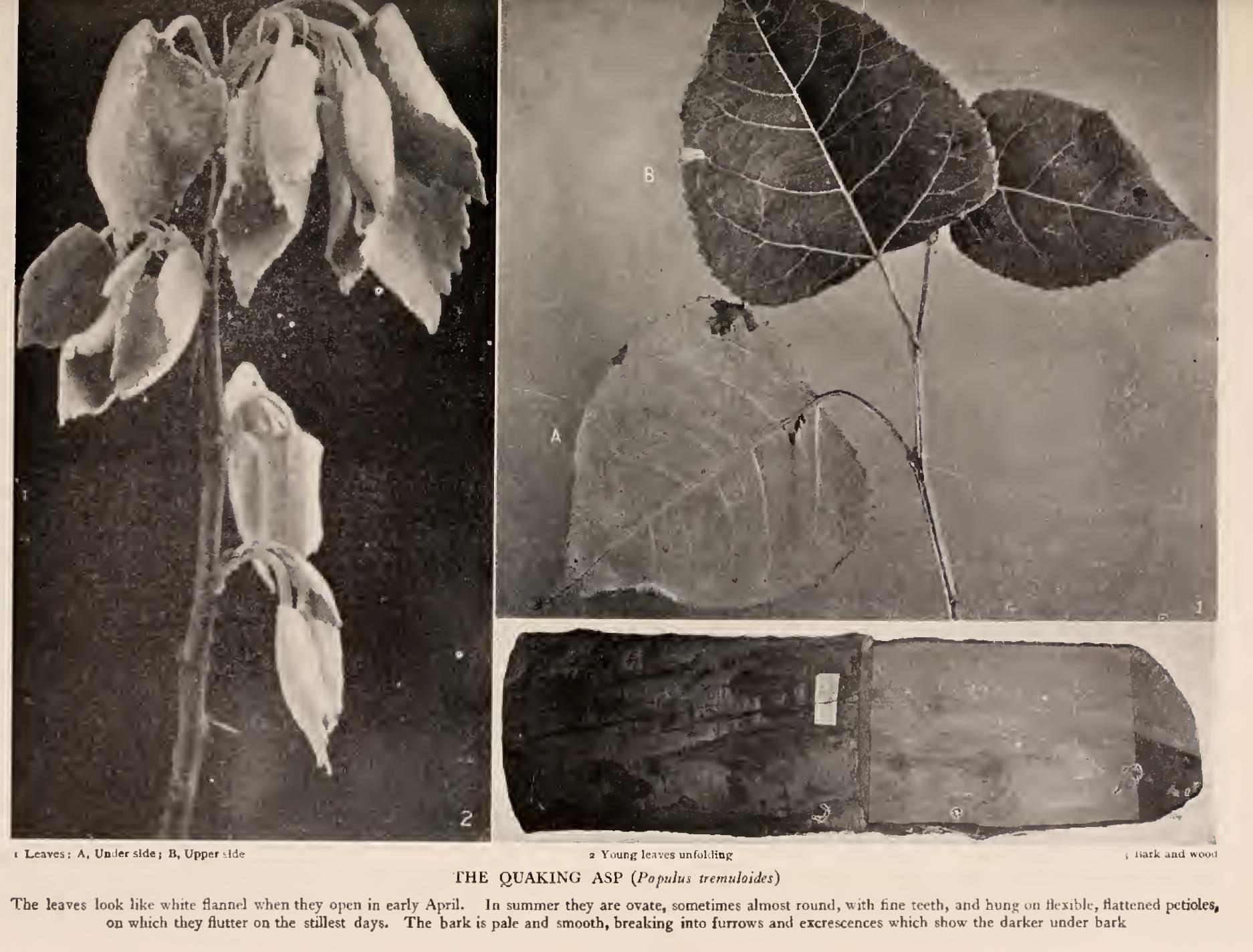 The Poplars - Family Salicaceae
