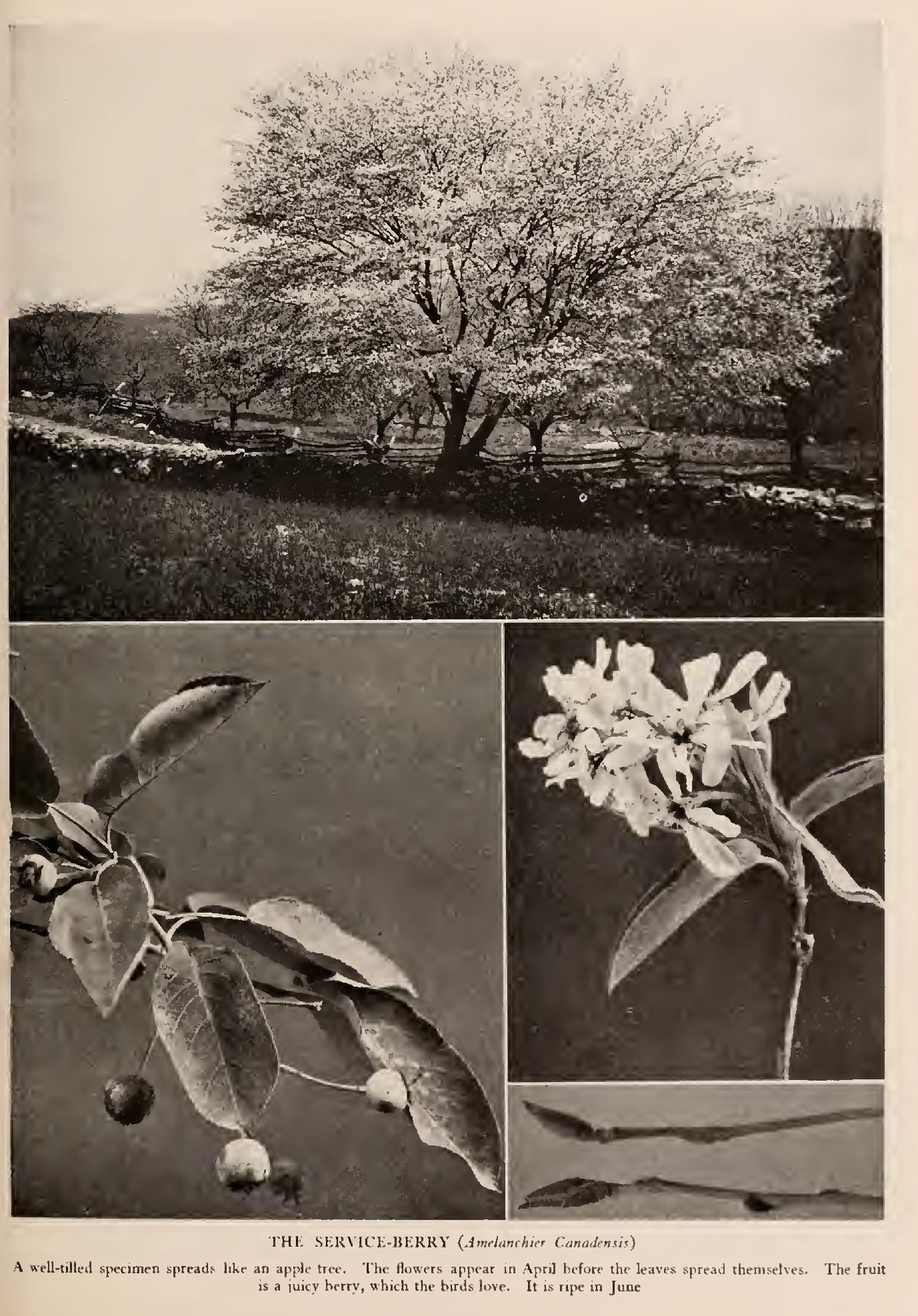 The Service-Berries - Family Rosaceae