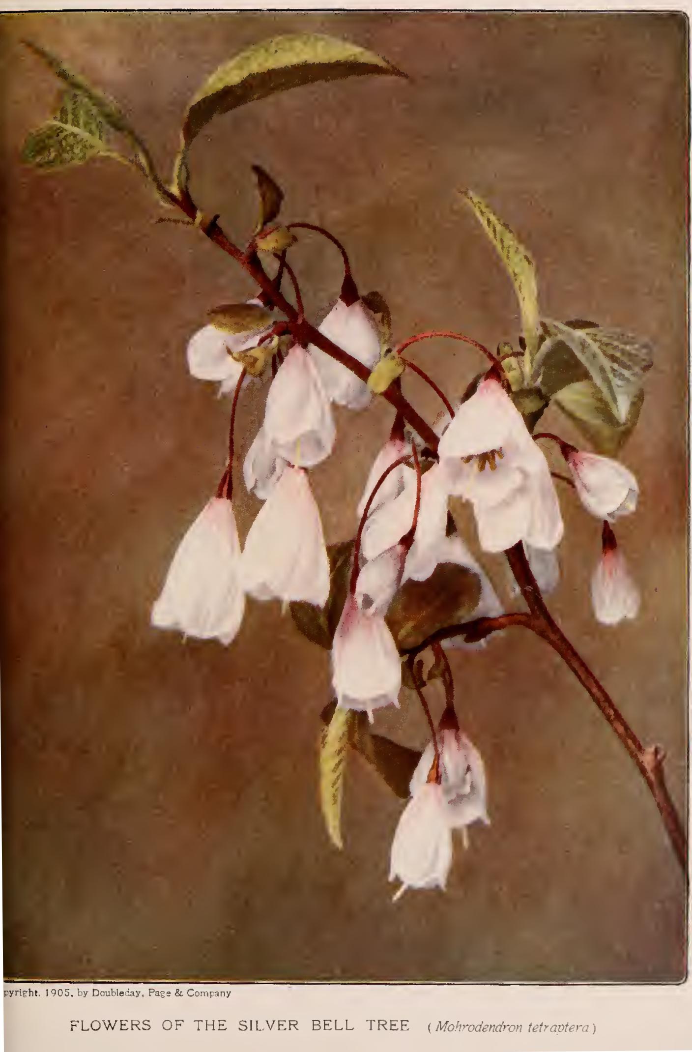 The Silver Bell Tree and the Sweet Leaf - Family Styraceae