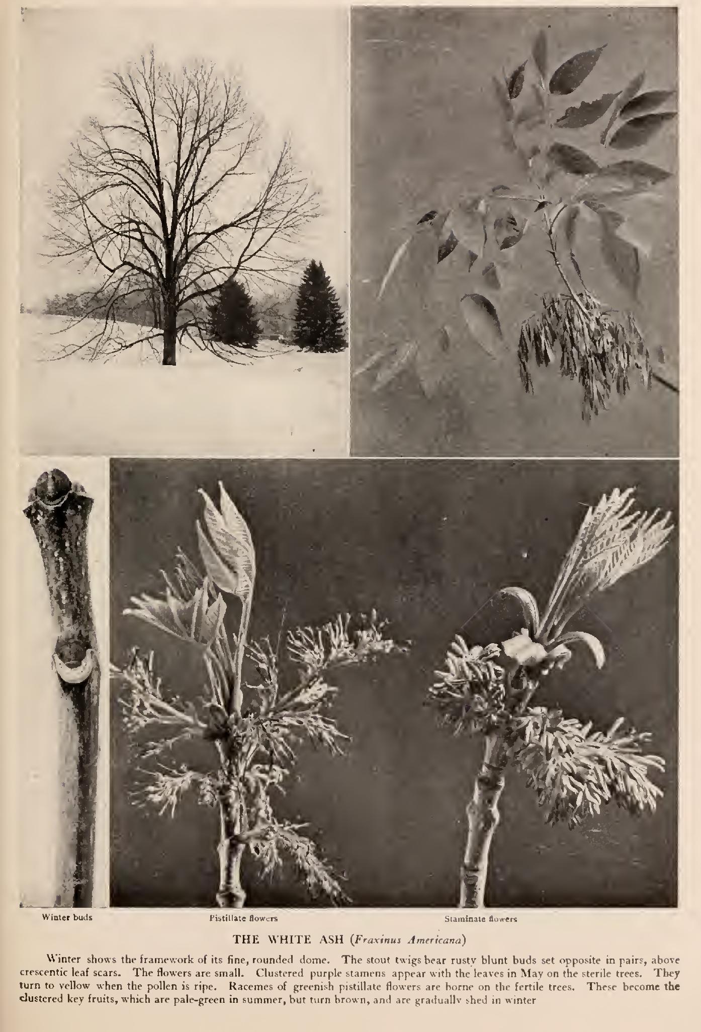 The Silver Bell Tree and the Sweet Leaf - Family Styraceae The Silver Bell Tree and the Sweet Leaf - Family Styraceae