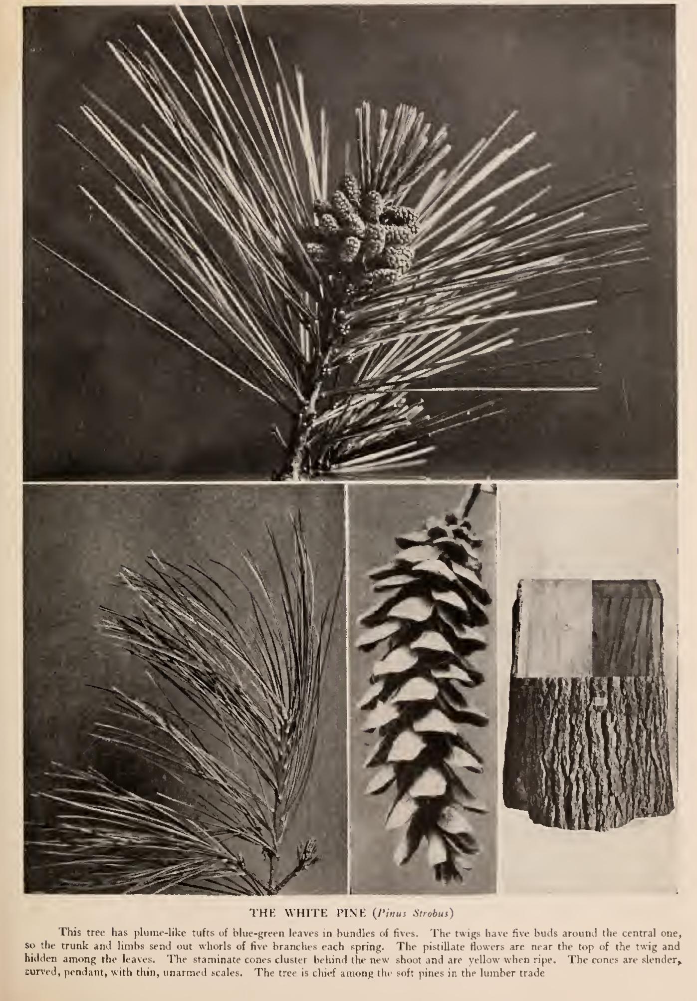 The Soft Pines The Soft Pines