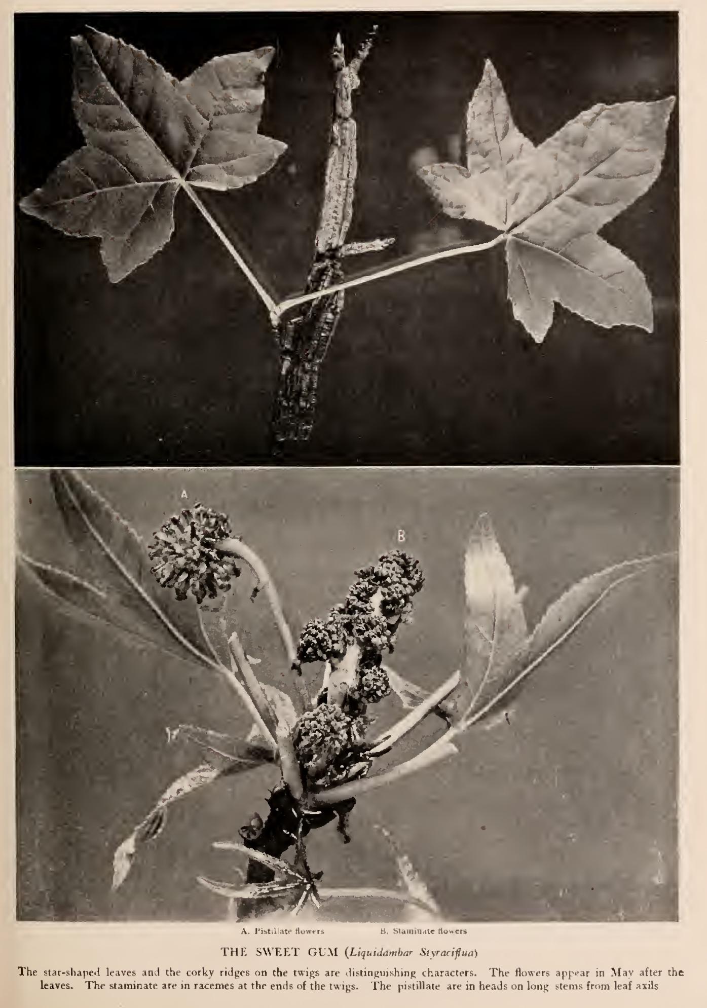 The Sycamores - Family Platanaceae