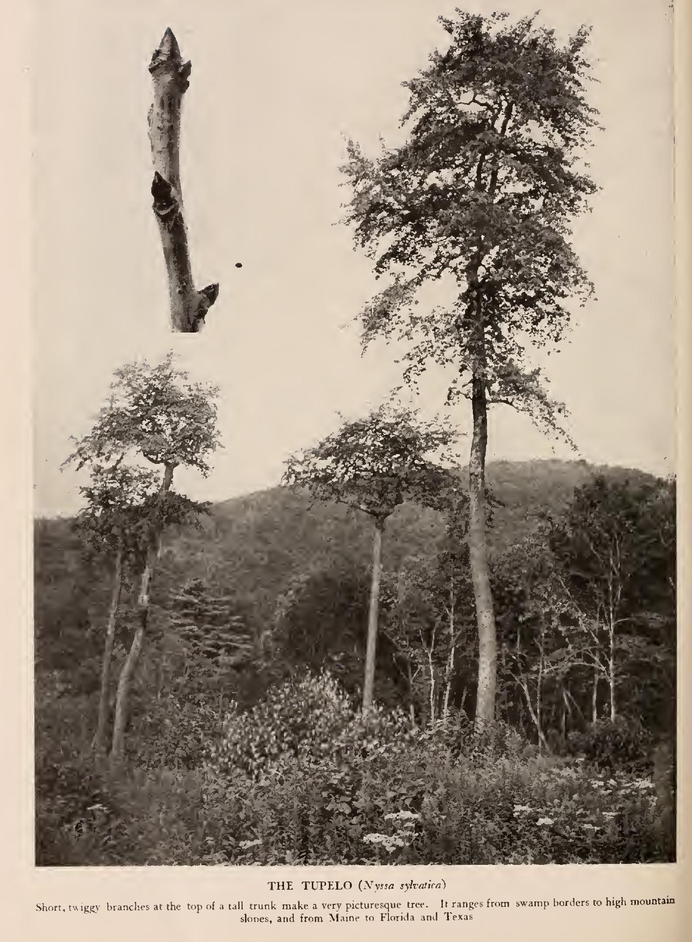 The Tupelos and the Dogwoods - Family Cornaceae