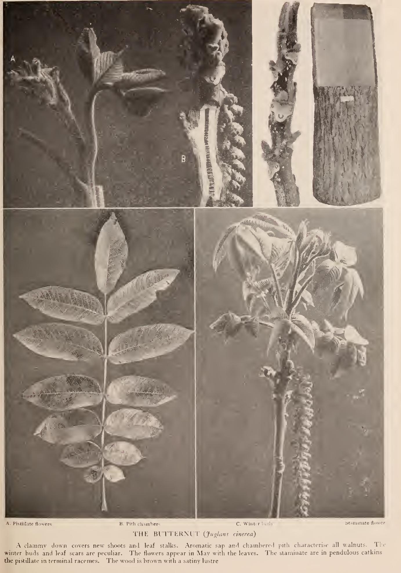 The Walnuts The Walnuts