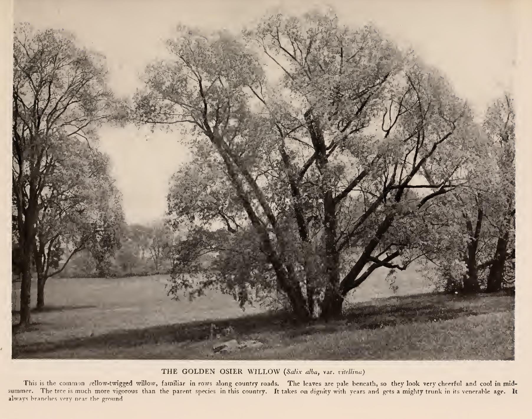 The Willows - Family Salicaceie