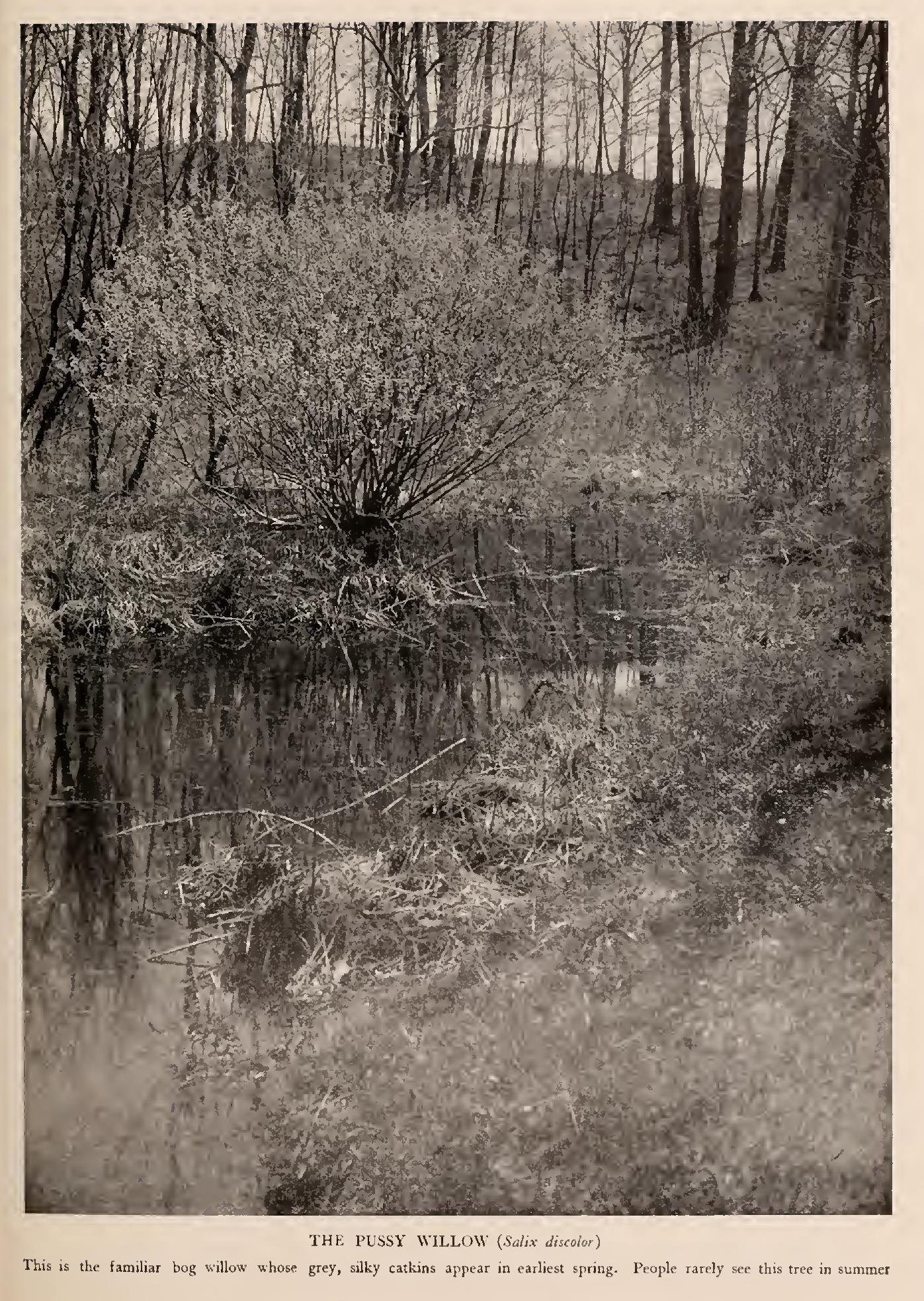 The Willows - Family Salicaceie