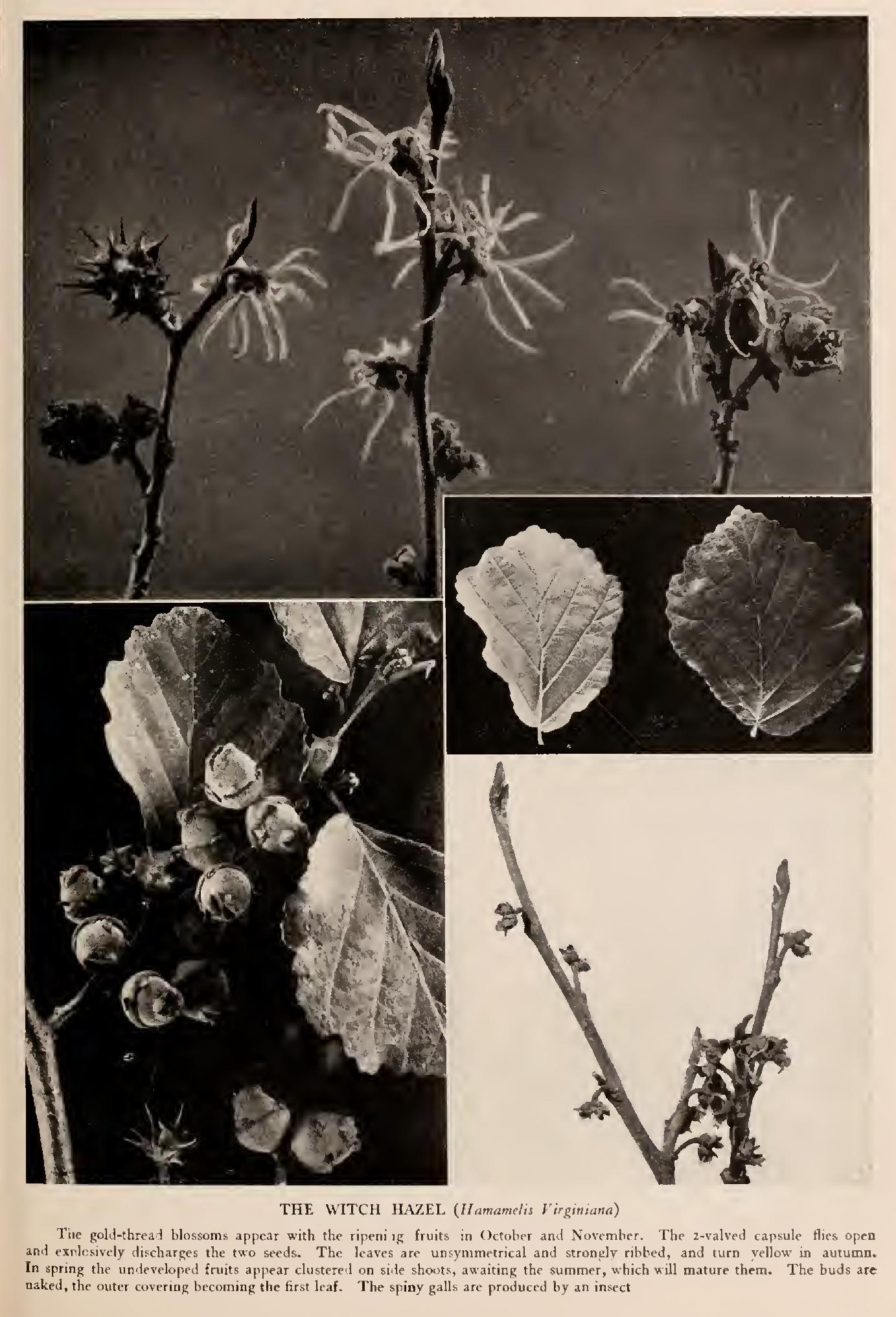 The Witch Hazel and the Sweet Gum - Family Hamamelidaceae