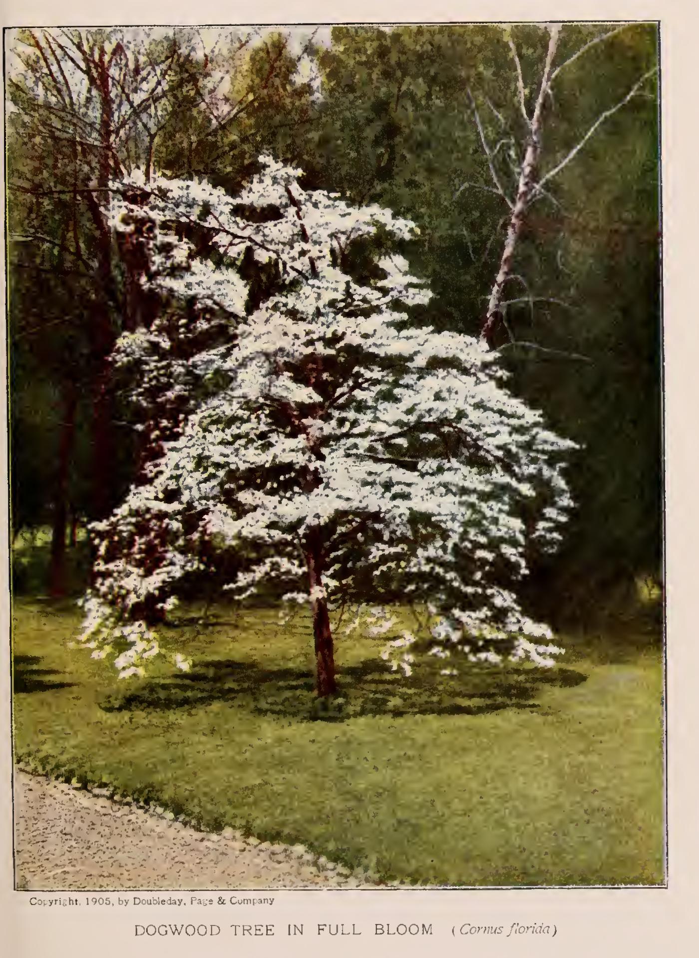 The Yuccas - Family Liliaceae