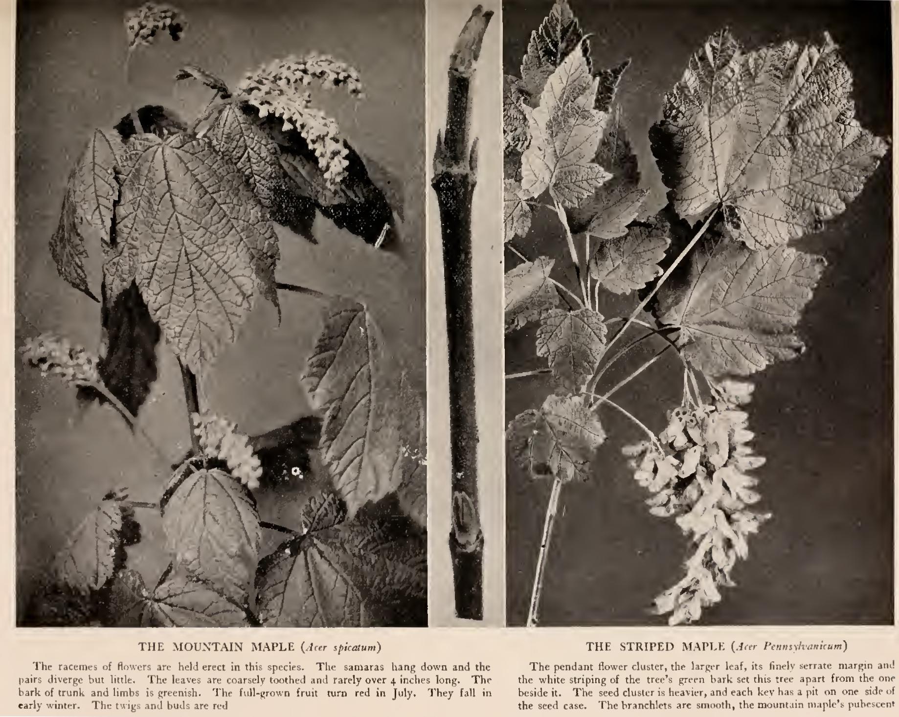 Three Little Maples Three Little Maples