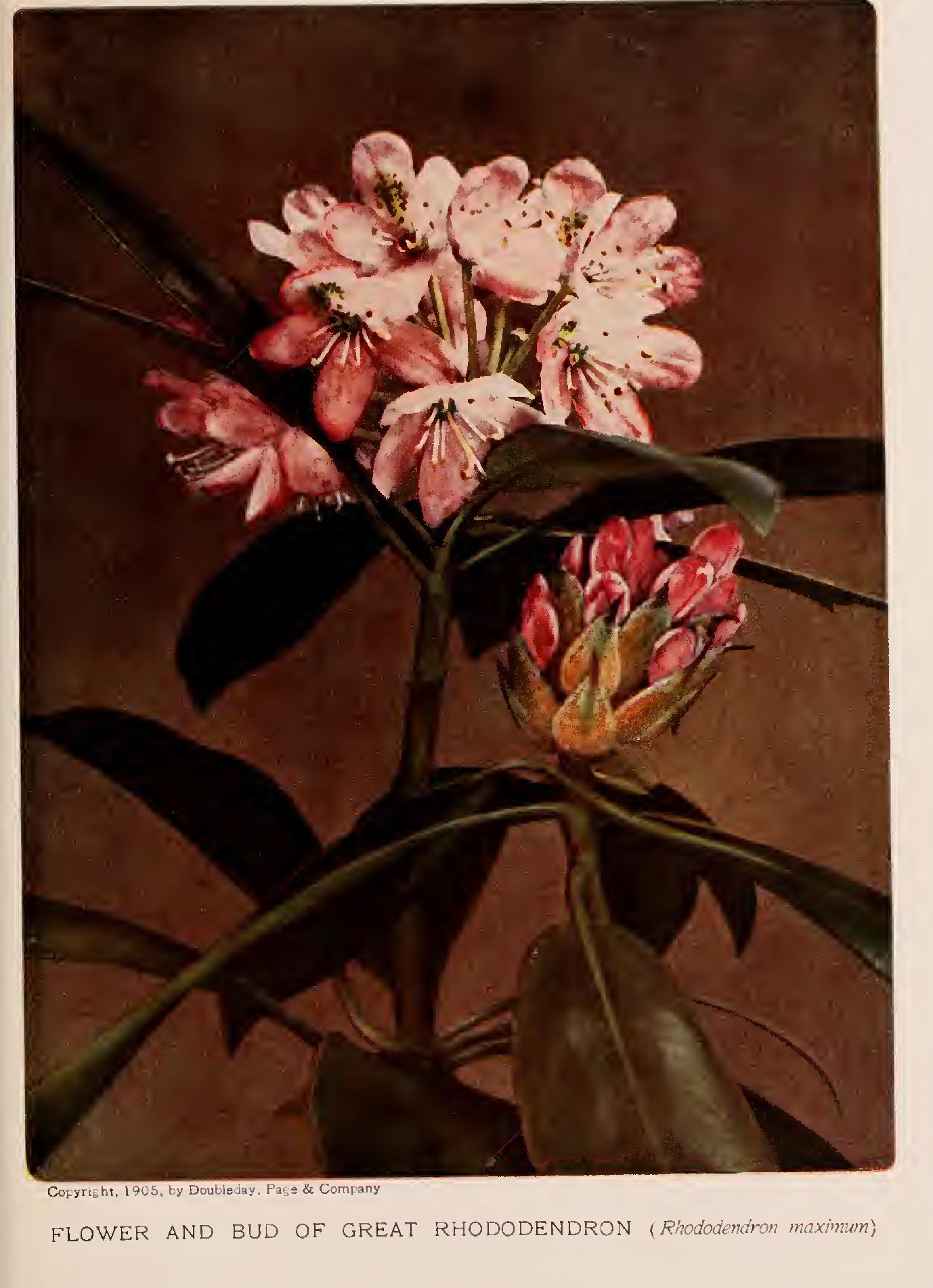 Wood Preservation Wood Preservation