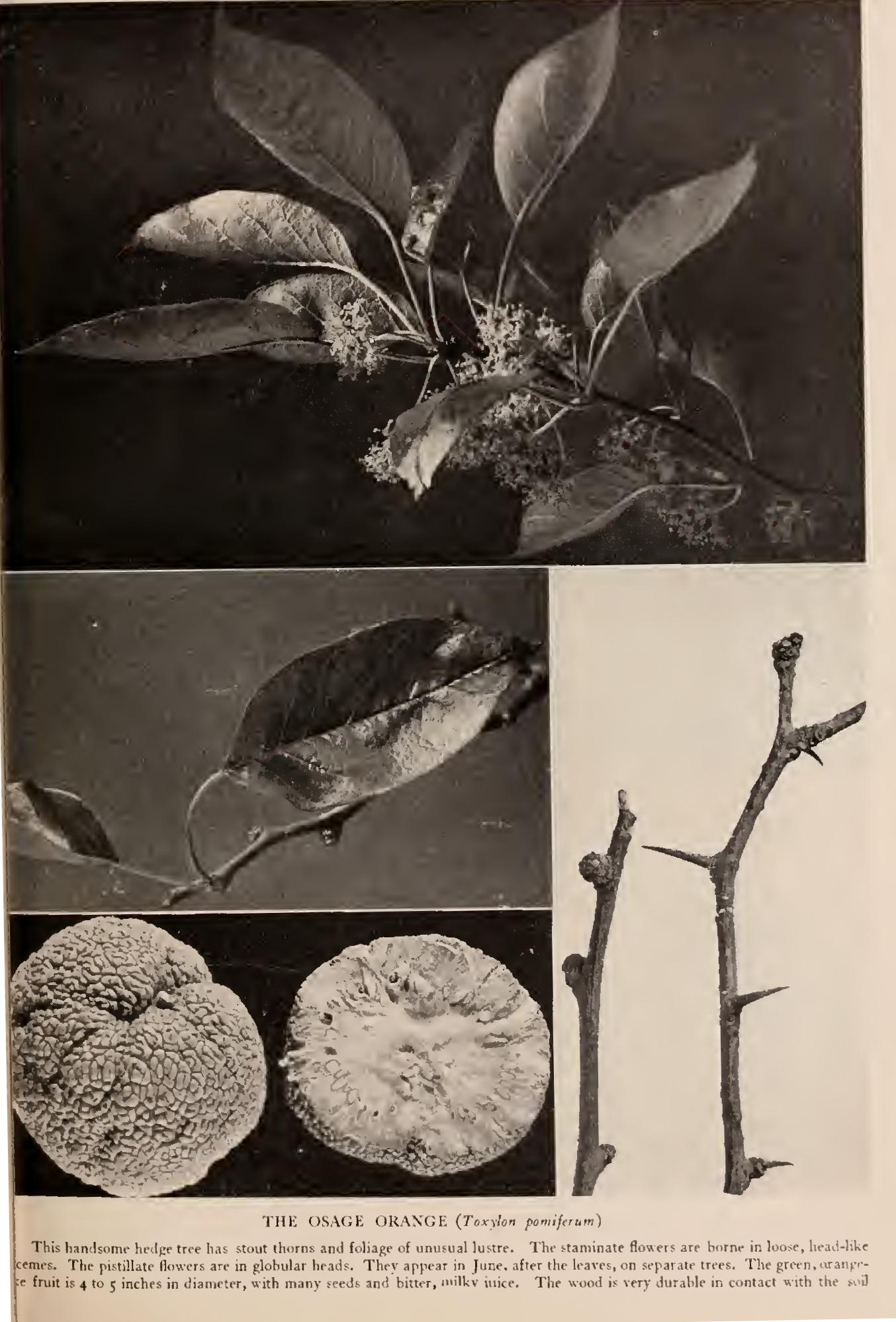 the Osage Orange and the Figs - Family Moraceae the Mulberries