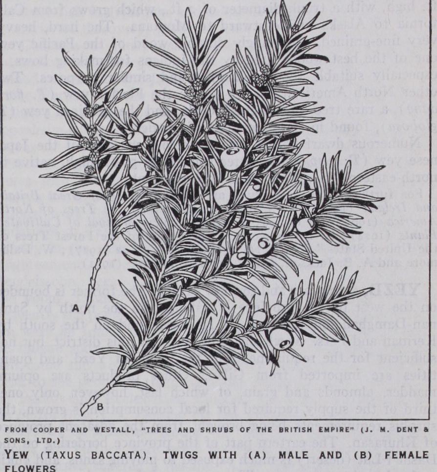 Alexandre Emile John  Yersin