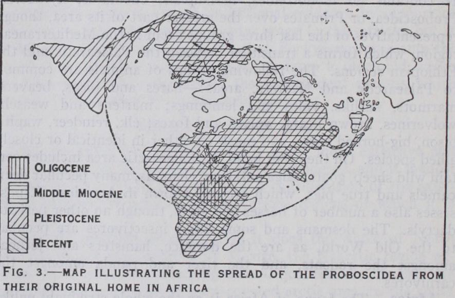Ancient Arctogaea Ancient Arctogaea