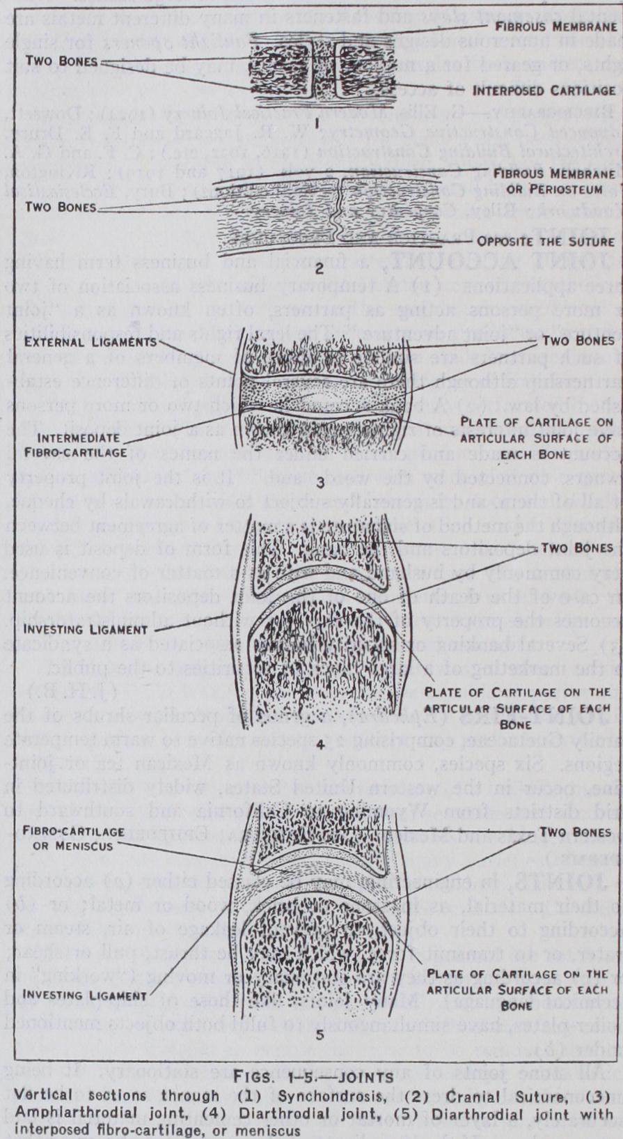 Joints and Ligaments Joints and Ligaments