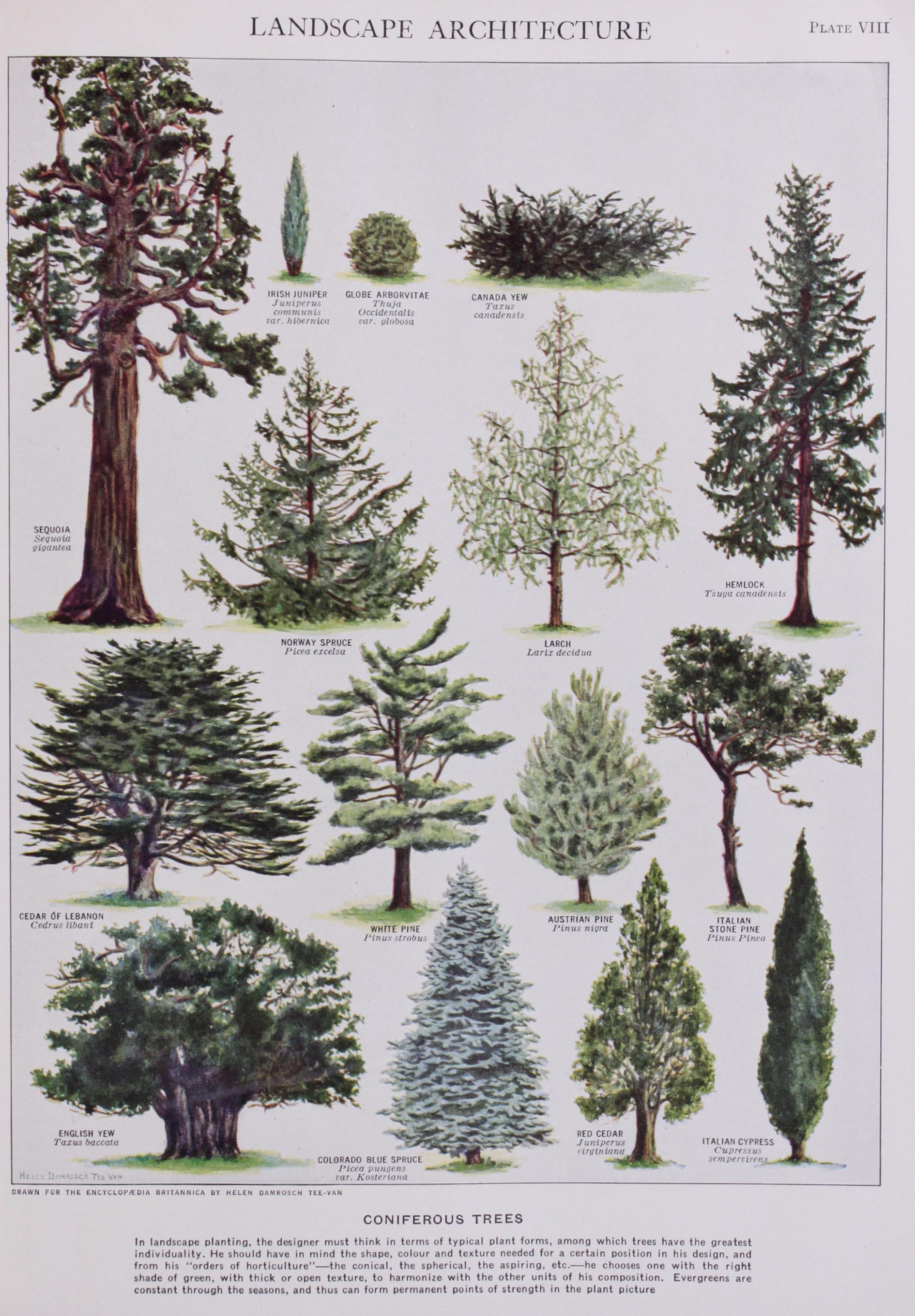 An Informal Thatched Shelter