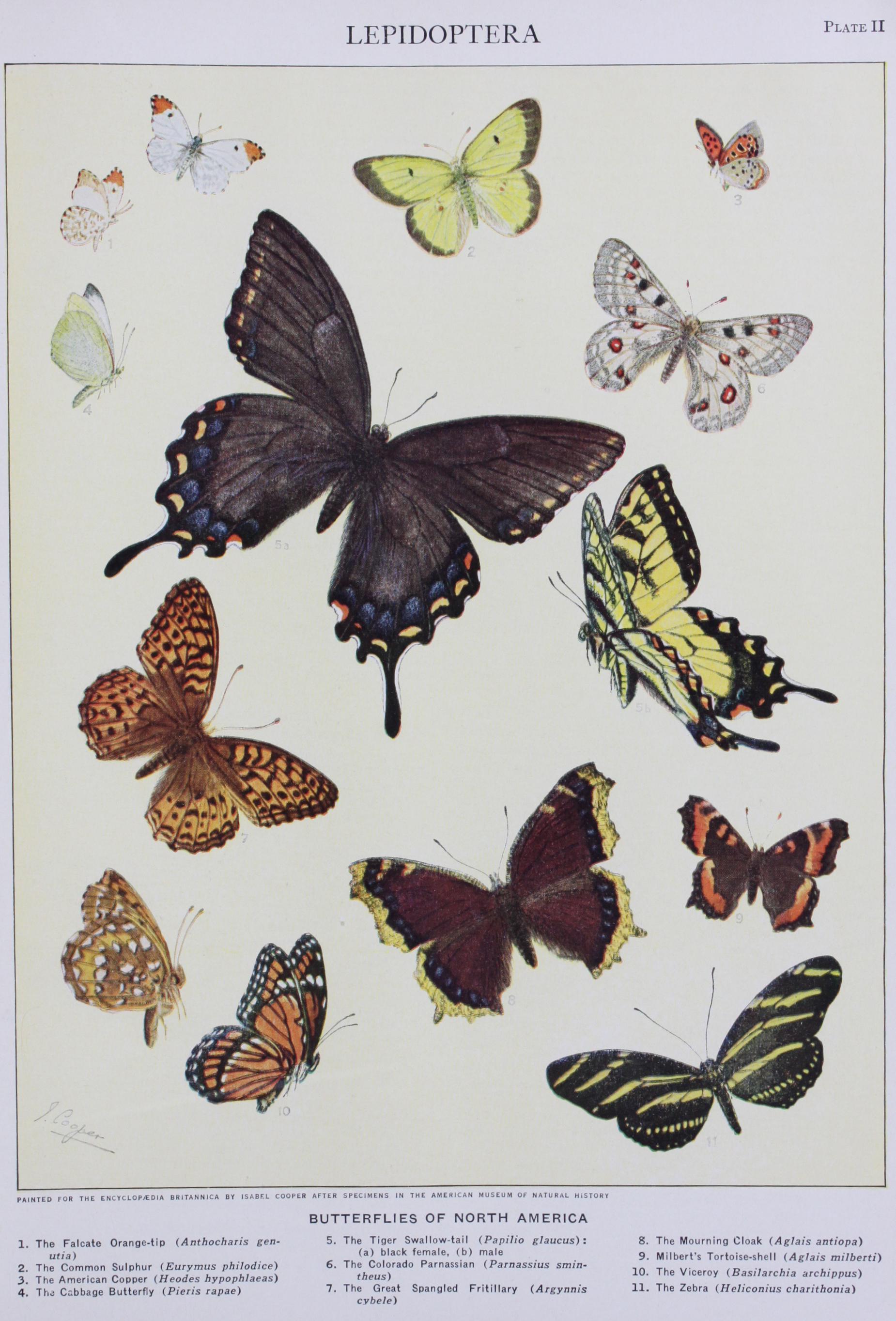 Family Micropterygidae Fig 8-Right Wings of Menmonica Subpurpurella Homoneura Family Micropterygidae Fig 8-Right Wings of Menmonica Subpurpurella Homoneura