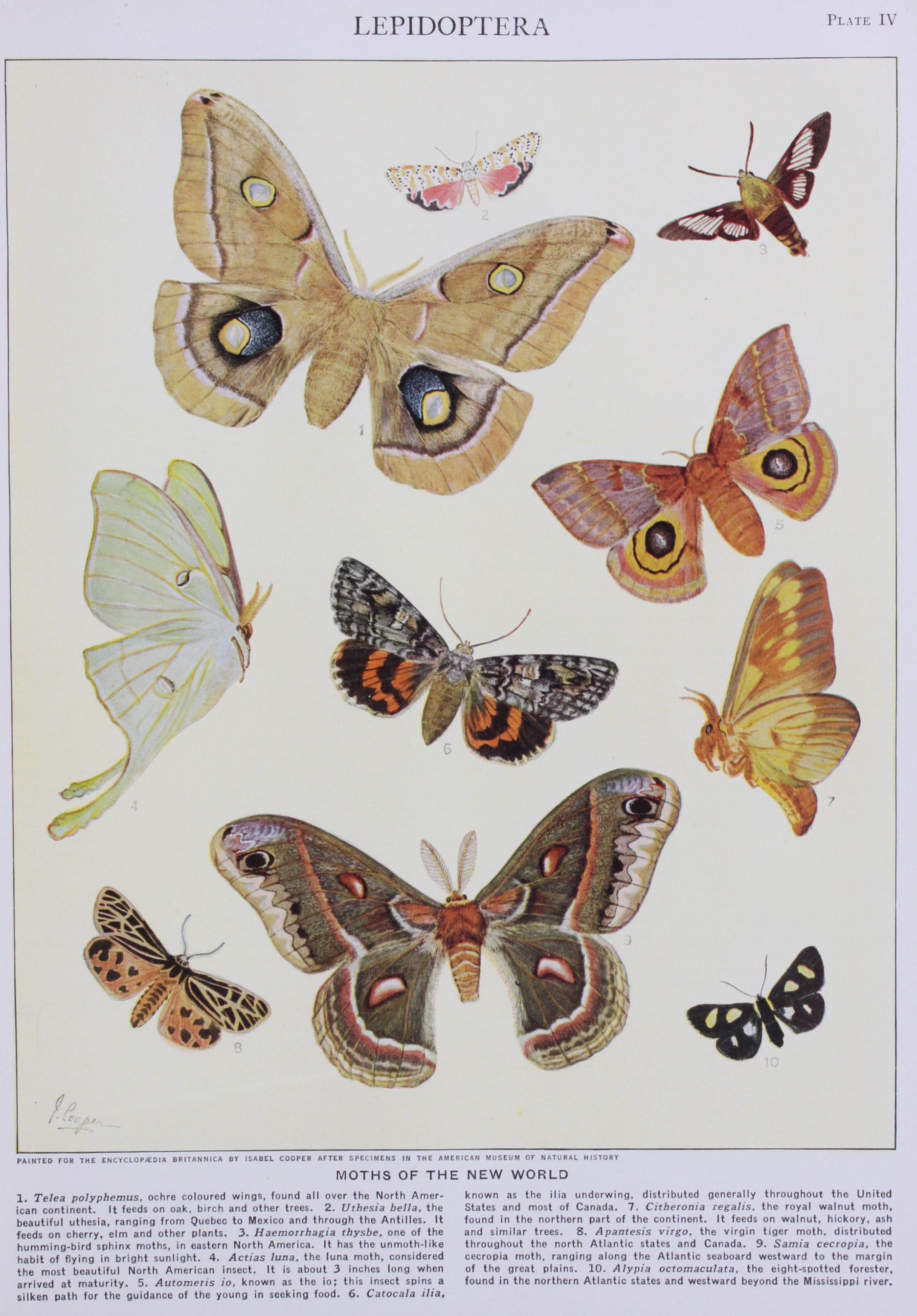 Larva and Adult of Mediterranean Flour Moth Ephestia Kuhniella Fig 17-Structure of Pupa