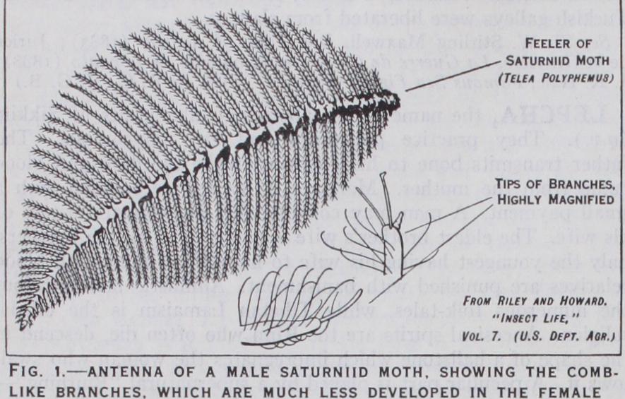 Lepidoptera Lepidoptera