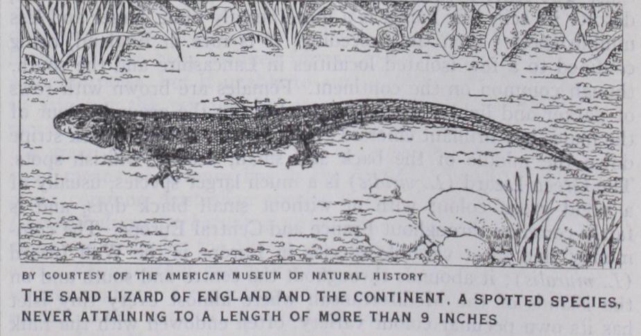 Locomotion of Animals