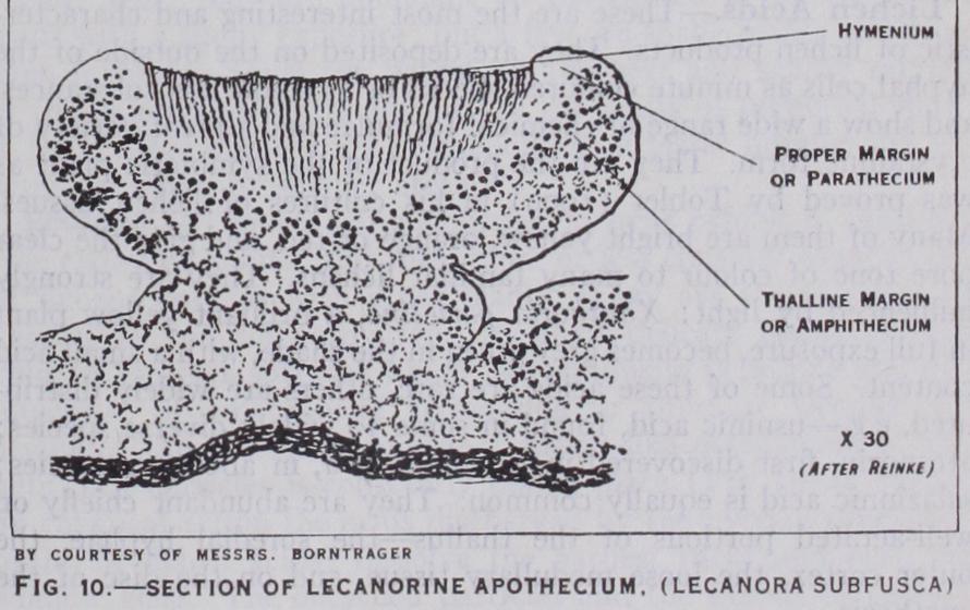 Of Cladonia Pyxidata
